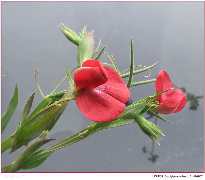 Lathyrus cicera